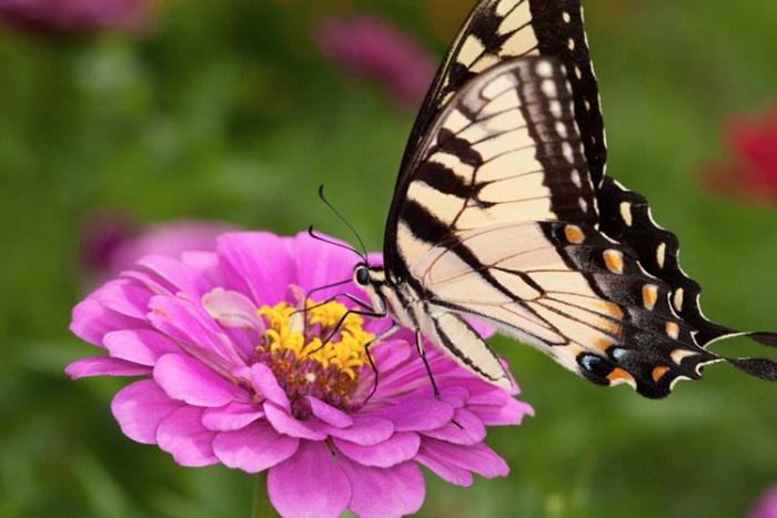 Eastern tiger swallowtail butterfly feeding on a pink Zinnia flower
