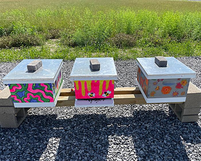 Three multicolored bee boxes 