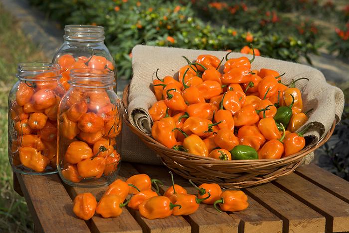 Orange TigerPaw peppers in glass jars and a straw basket on a wooden table.
