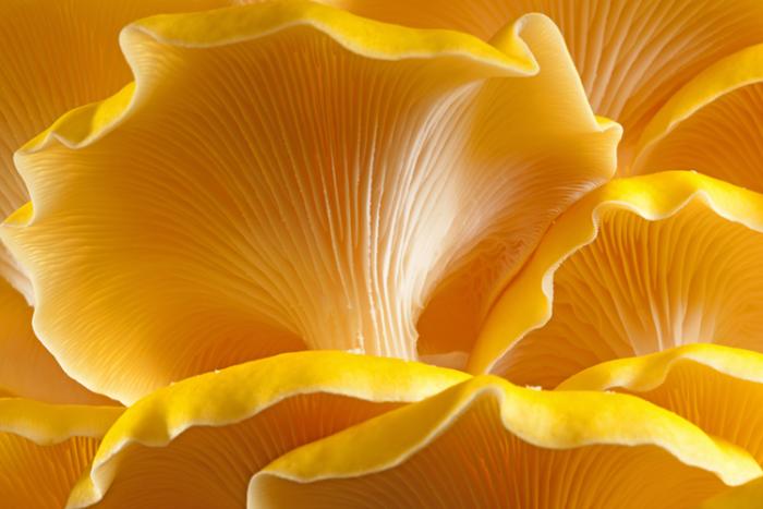  yellow oyster mushroom