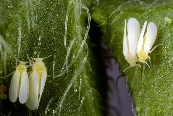 Two whiteflies on a watermelon leaf
