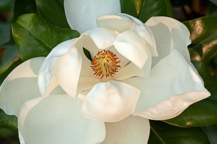 A white magnolia blossom