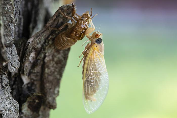 A “Brood X” periodical cicada hanging on a tree, waiting for its soft new wings to harden so it can fly.