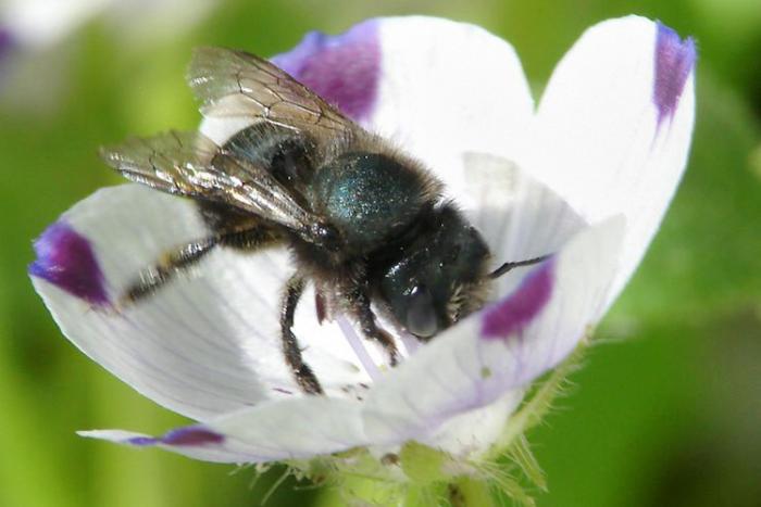 Blue orchard bee on a California five-spot flower