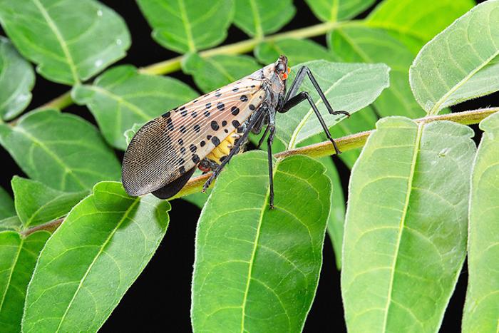 An adult spotted lanternfly. 