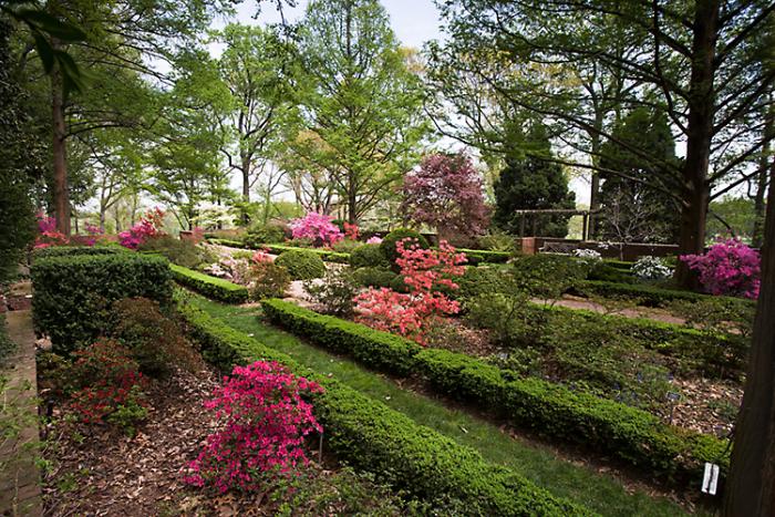 Rows of boxwood and blooming azaleas planted among trees at the National Arboretum