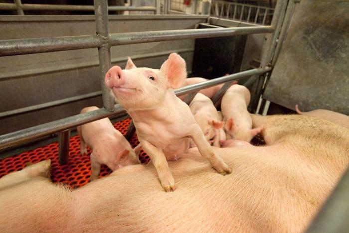 A sow with four piglets