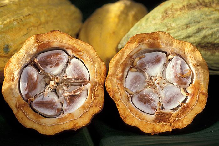 Cocoa beans in a cacao pod 