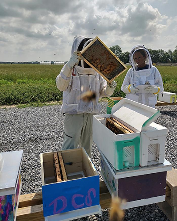Research ecologist Dr. Pierre Lau is holding up a frame of bees while setting up the bee boxes in the Pollinator Health in Southern Crop Ecosystem Research Unit's bee yard.