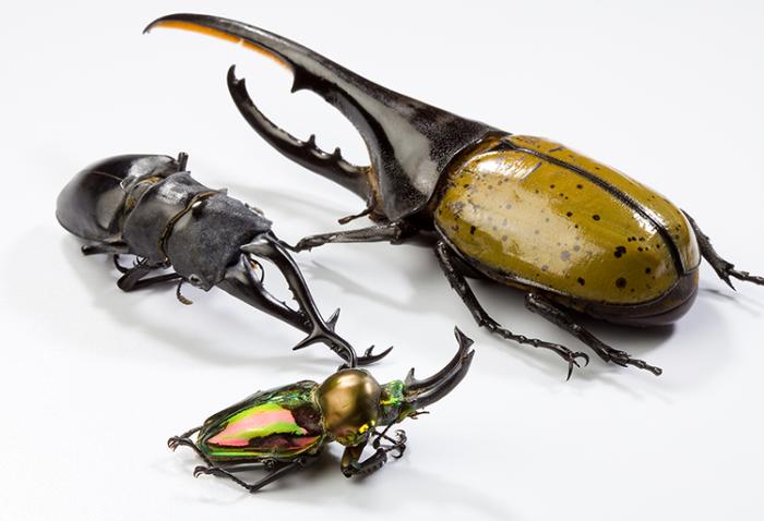 Beetles--giraffe stag beetle, Hercules beetle and king stag beetle