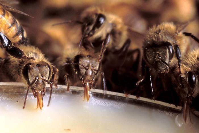 Four honey bees eating an artificial diet