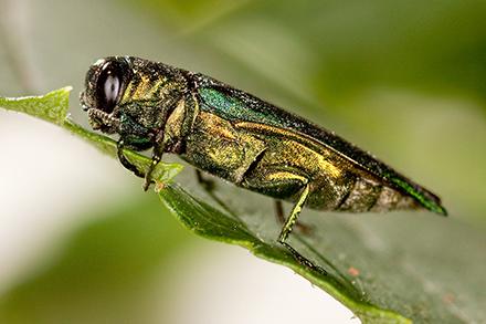 emerald ash borer