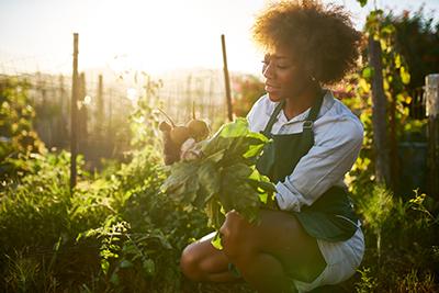 A young African American woman pulling golden beets from dirt in a garden.