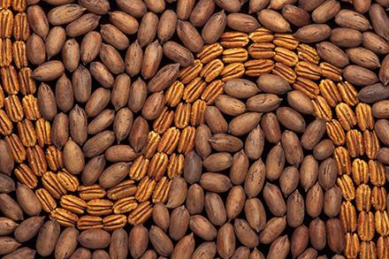 Pecans Shelled and unshelled pecans.