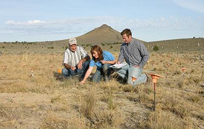 Three scientists examine the establishment of bluebunch wheatgrass