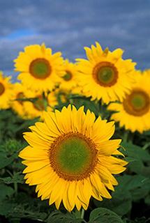 Sunflowers growing