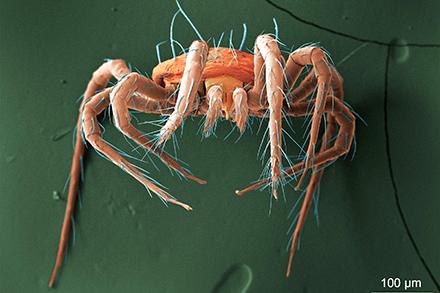 SEM of a carmine predator mite