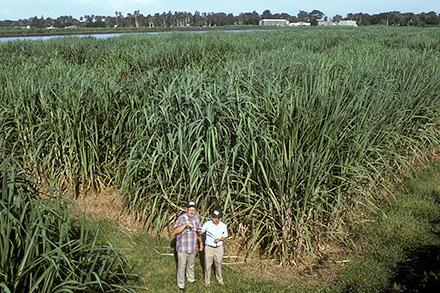 Two men in a sugarcane field