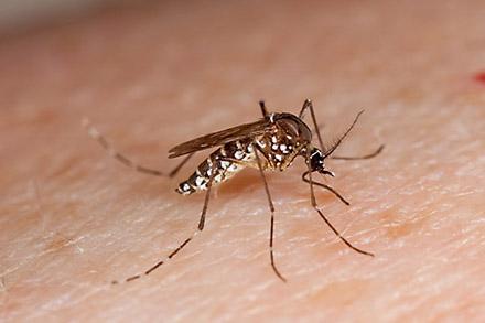  Aedes aegypti mosquito