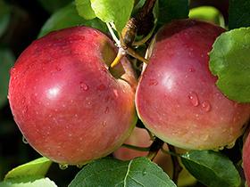 Two Empire apples growing on a tree. 