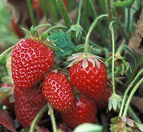 Strawberries growing on a vine