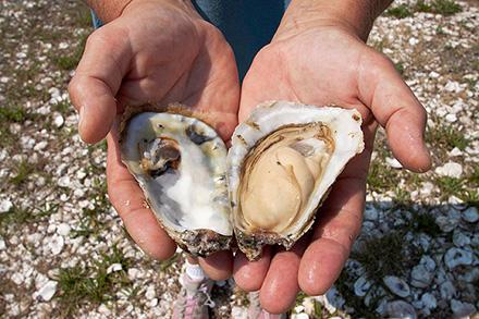 Two hands holding an open oyster