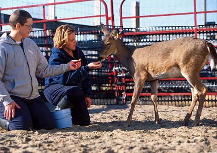 Deer image