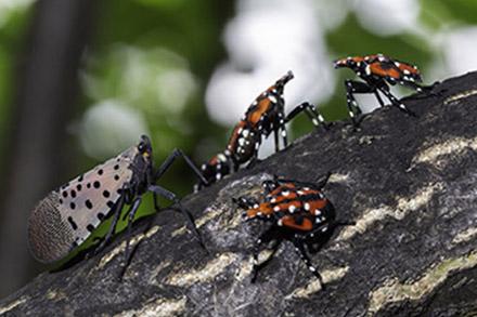 Adult and juvenile spotted lanternflies 