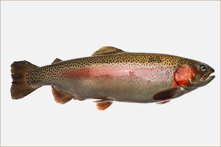 Pt2rainbowtroutd3911 1 Rainbow trout