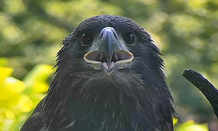 Eaglet looking at camera