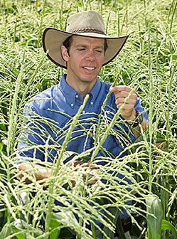 Ecologist Mary Williams examines a corn plant.