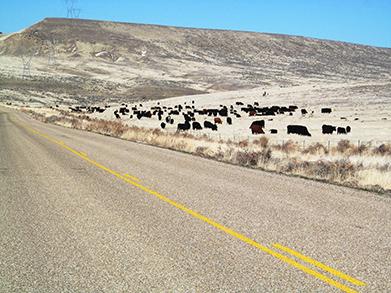 Cattle grazing in Great Basin area