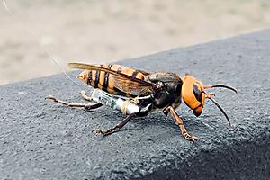 A northern giant hornet wearing a tracker. 