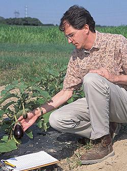 Plant geneticist John Stommel examines an eggplant.