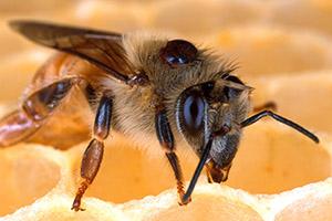 A varroa mite on the back of a honey bee.