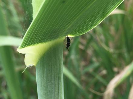 a small black insect emerges from the stem of a vertical green plant