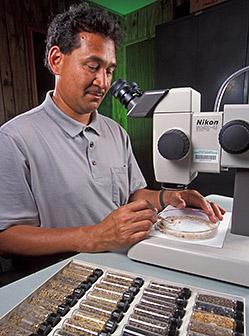 Using a microscope, a scientist counts and identifies weed seeds extracted from soil samples.