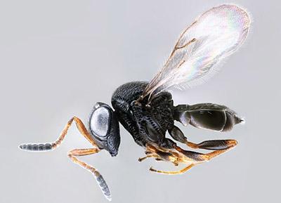 A samurai wasp 