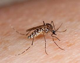 D2623 3 A mosquito on skin