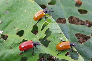 Air potato beetles on a leaf 