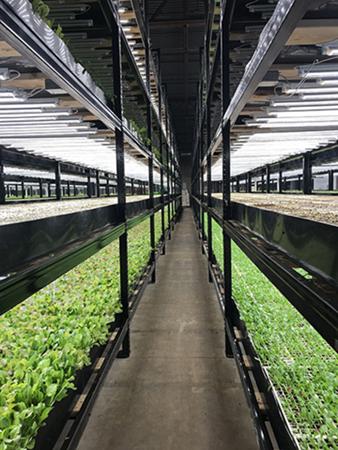 D4686 1 Interior view of a vertical farm.