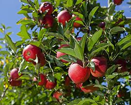 Red apples growing on a tree