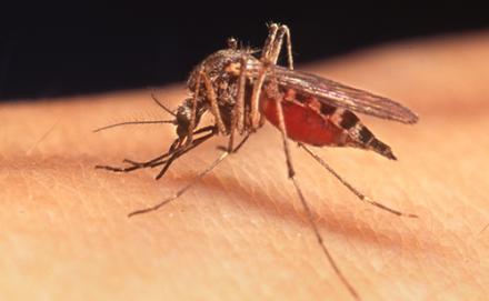 Mosquito image