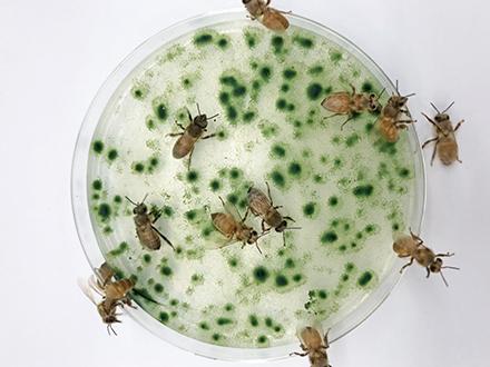 Honeybees feeding on microalgae