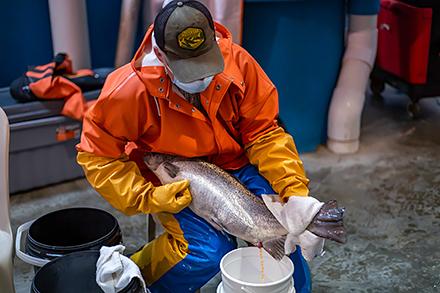 A technician collects eggs from a female Atlantic salmon.