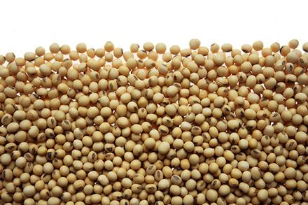 K9006 1 Soybeans