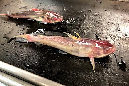 Fish infected with Aeromonas hydrophila