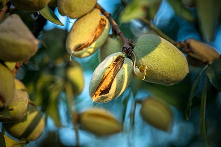 Almonds growing on a tree. 