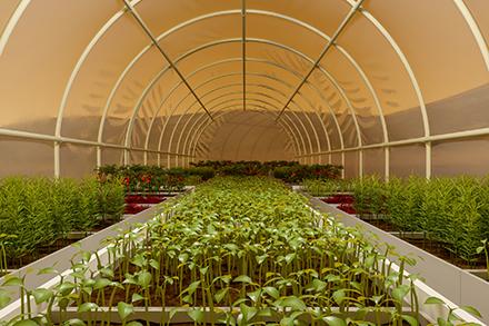Greenhouse agriculture on the planet Mars