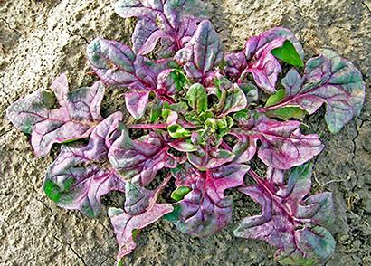 Red spinach growing in the ground